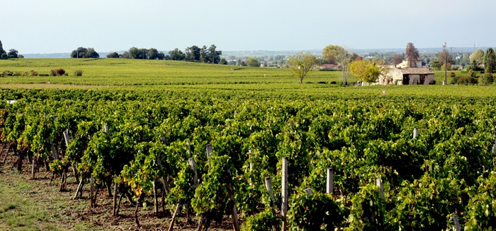 Vignoble de Saint-Émilion